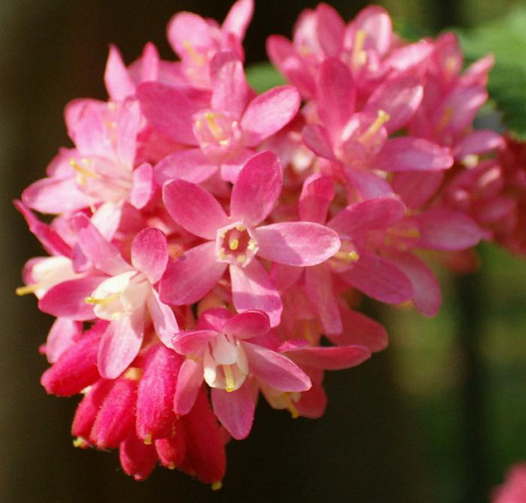 Смородина кроваво-красная 'Кинг Эдвард VII'