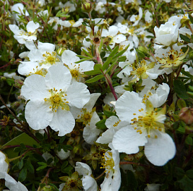 Лапчатка кустарниковая 'Абботсвуд'