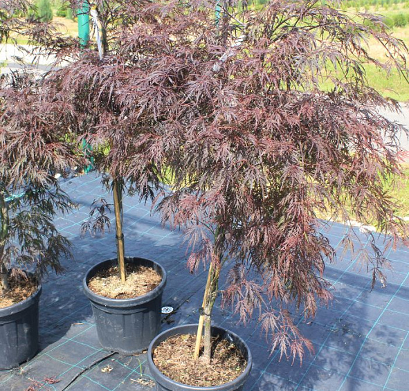 Клен дланевидный 'Диссектум Гарнет'