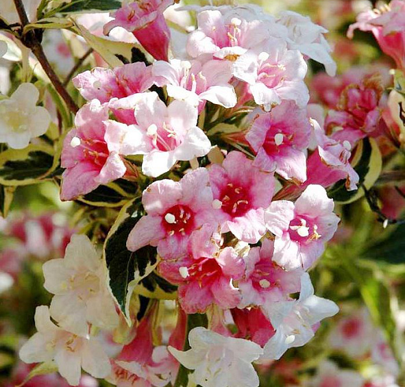 Вейгела 'Нана Вариегата'