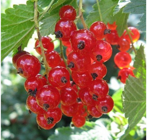 Смородина красная 'Мармеладница'