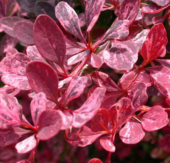 Барбарис Тунберга 'Роуз Глоу'