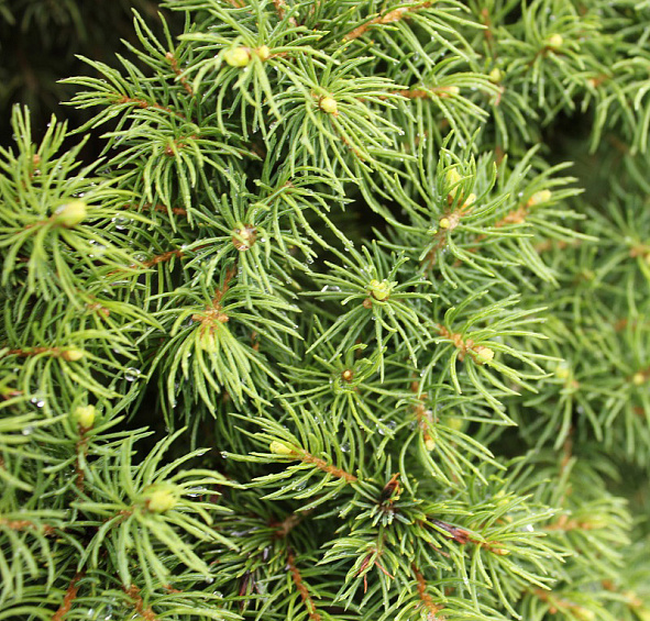 Ель сизая 'Коника'