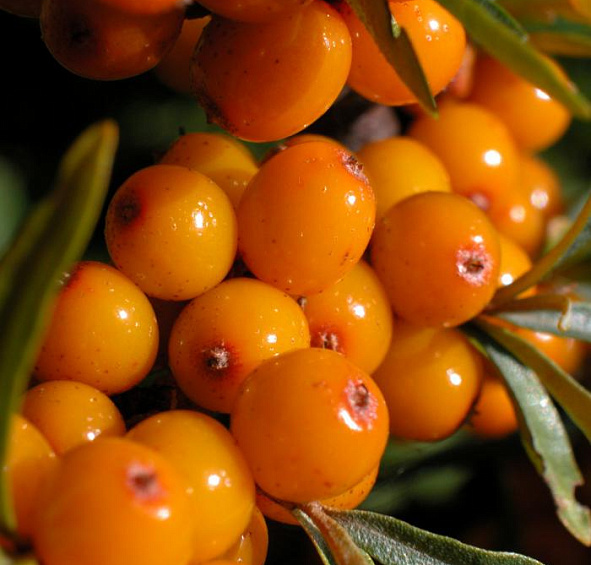 Облепиха Витаминная