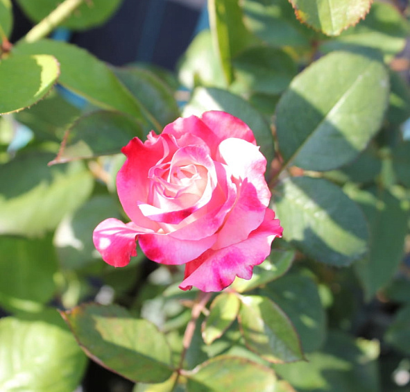 Роза 'Ностальжи' (чайно- гибридная) (бело - красная)