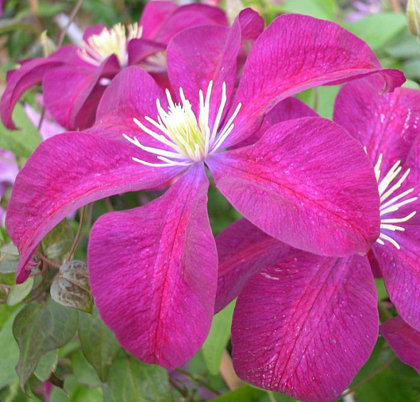 Клематис 'Волюцея'