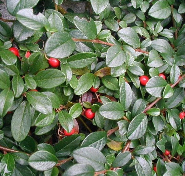 Кизильник Даммера 'Майор'