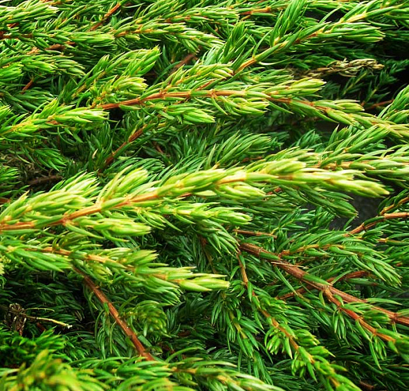 Можжевельник обыкновенный Репанда (Repanda)