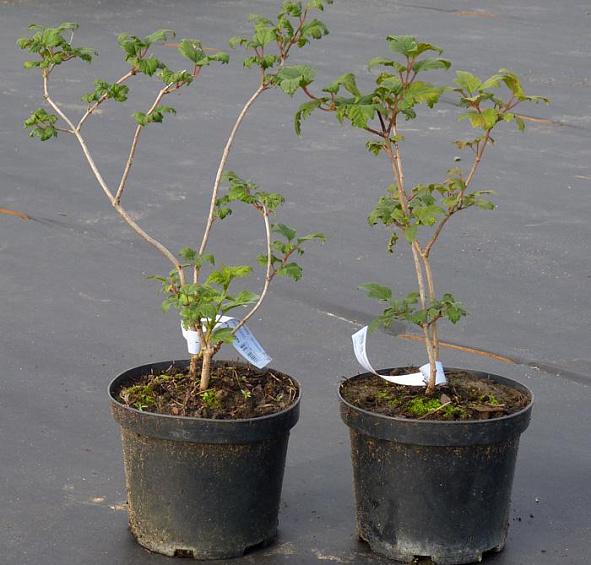 Калина Бульденеж