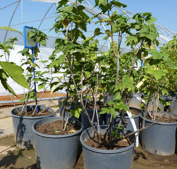 Смородина черная 'Маленький принц'