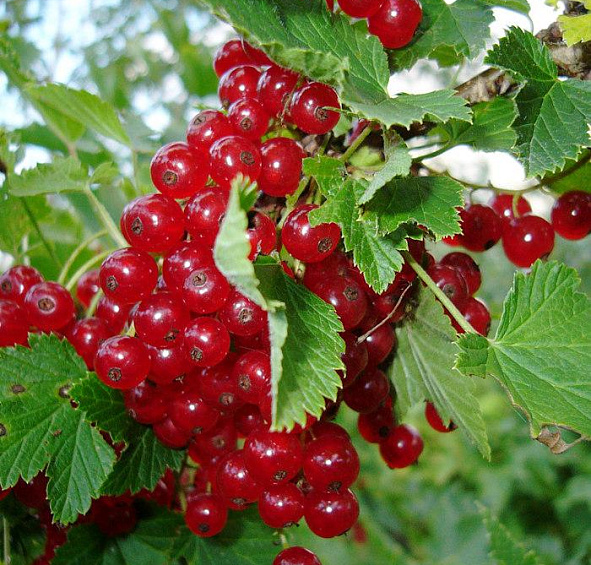 Смородина красная Кузьмина