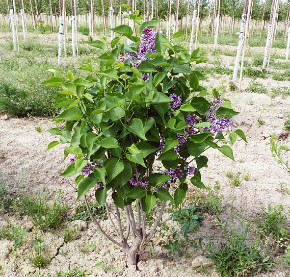 Сирень обыкновенная 'Сенсация' (фиолетово - белая)