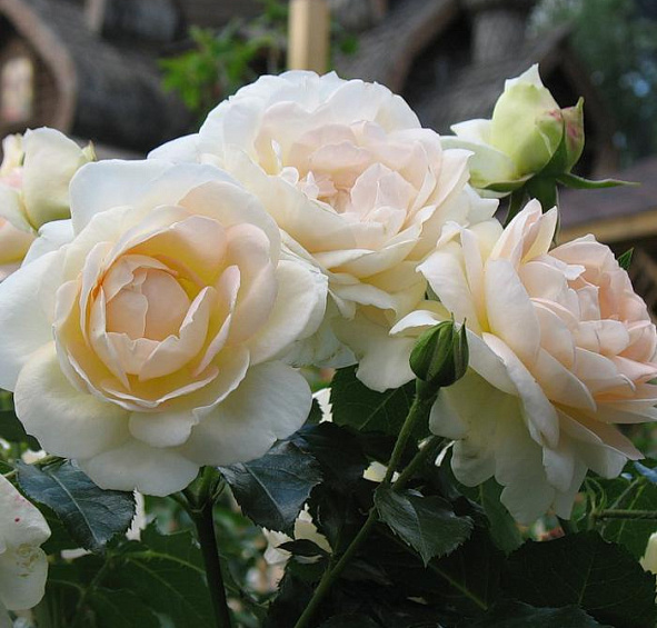 Роза Мария Антуанетта (Marie Antoinette)