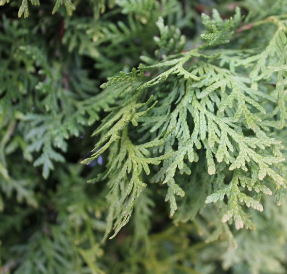 Туя западная 'Пирамидалис Компакта'