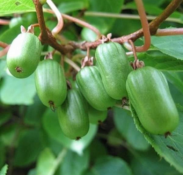 Актинидия Коломикта 'Ленинградская крупная'