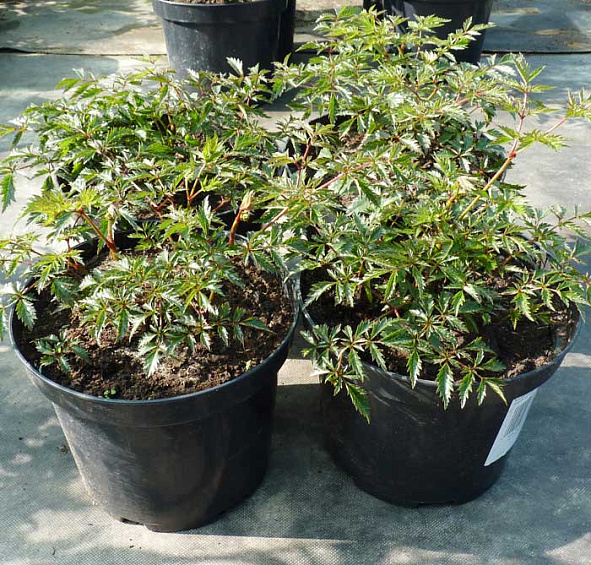 Астильба простолистная Уайт Сенсейшн