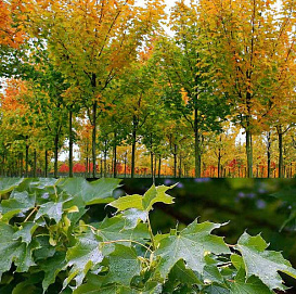 Клен остролистный 'Кливленд'