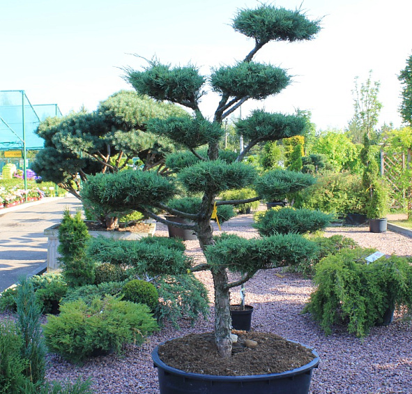 Можжевельник средний 'Хетци' Бонсай