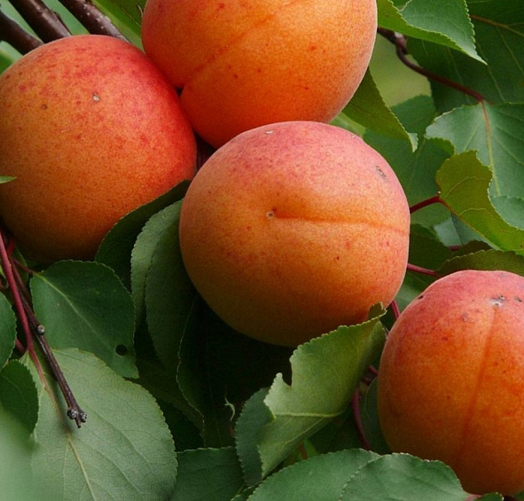 Абрикос 'Графиня'