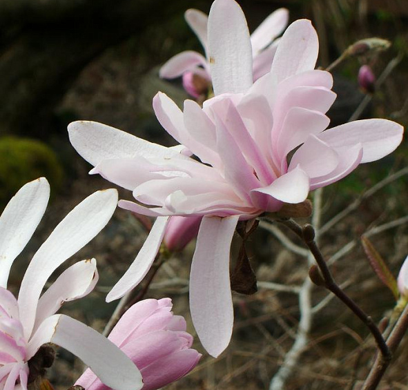 Магнолия звёздчатая 'Розеа'