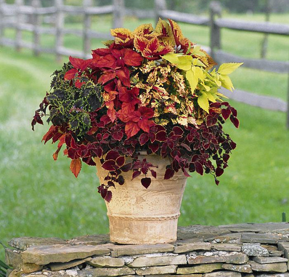 Колеус Блюме