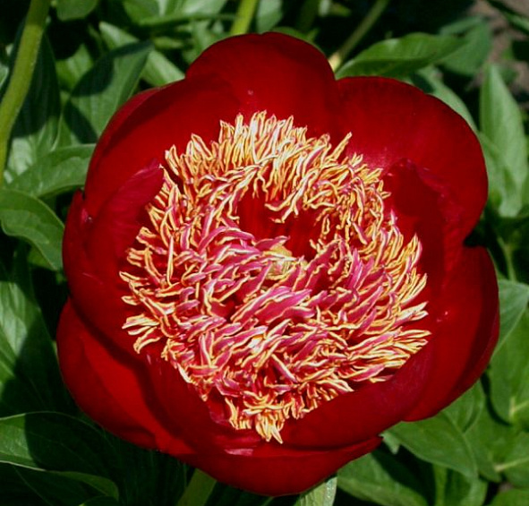 Пион молочноцветковый 'Уолтер Мейнс' (красный анемоноцветный)