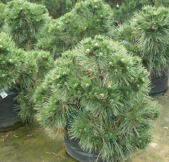 Сосна черная 'Нана'