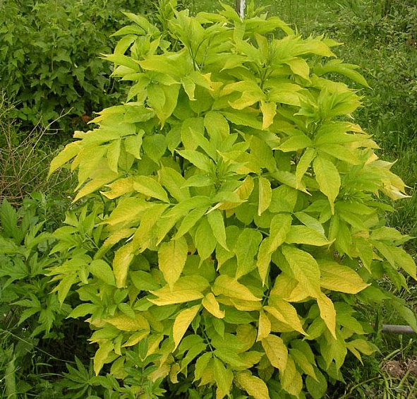 Бузина красная 'Плюмоза Аурея'