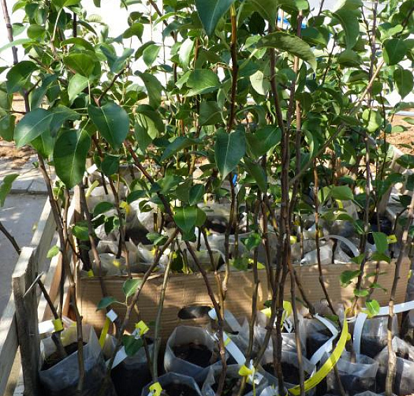 Груша 'Лада'