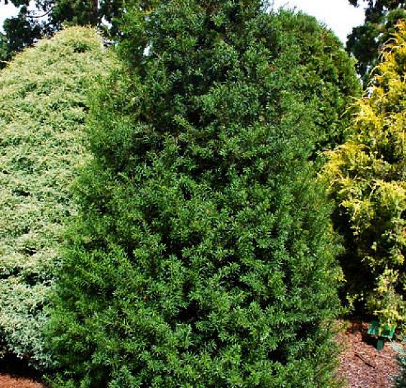 Тис ягодный 'Оверейндери'