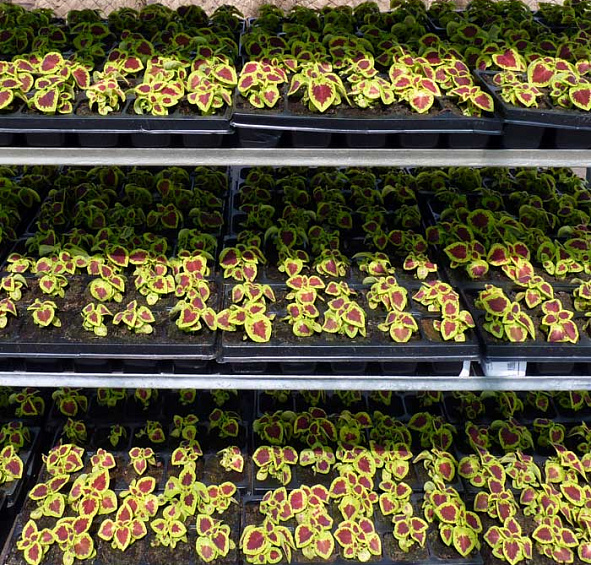 Колеус Блюме