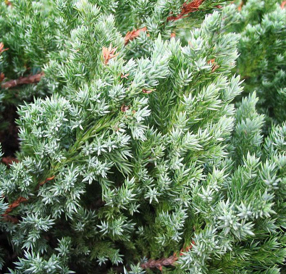 Можжевельник чешуйчатый 'Мейери'