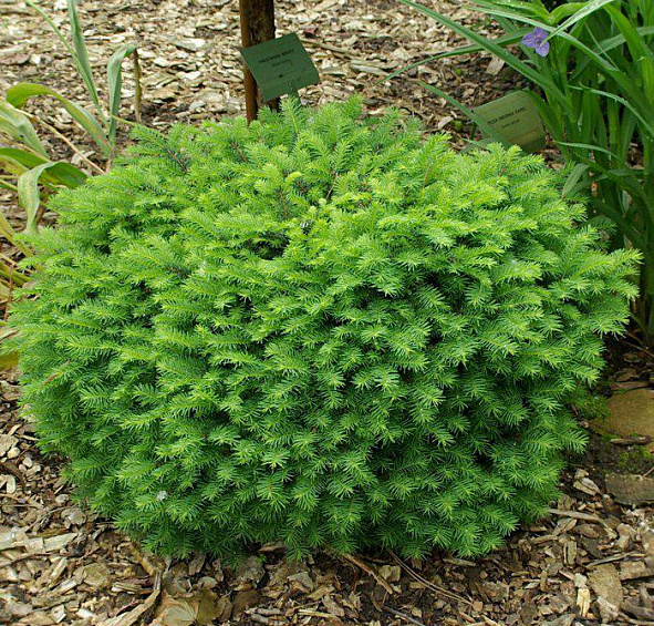 Ель сербская Карел (Karel)