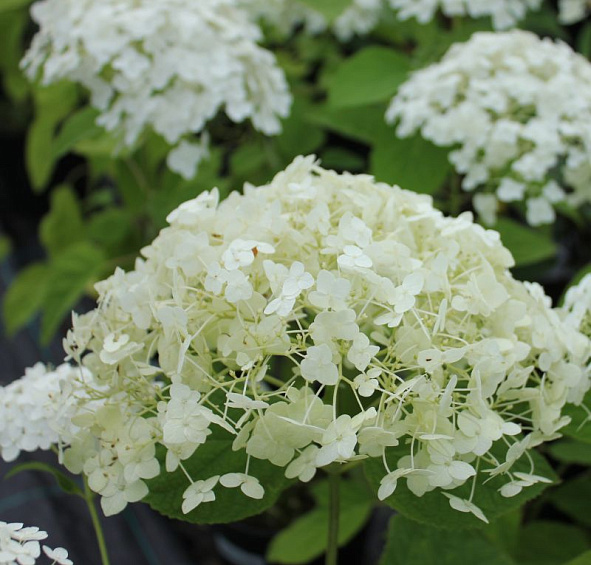 Гортензия метельчатая 'Канделайт'