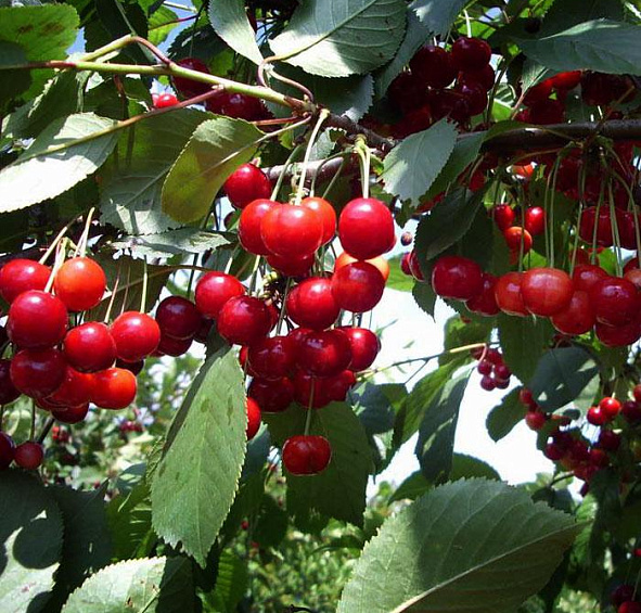 Вишня обыкновенная 'Новелла'