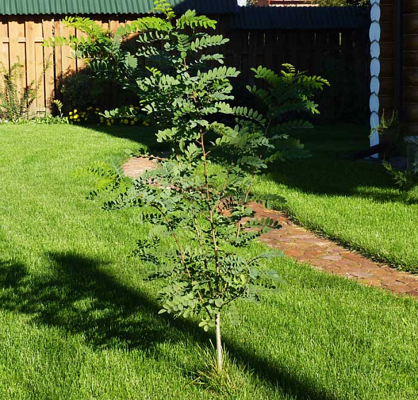 Робиния щетинистоволосистая