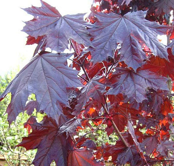 Клен остролистный 'Роял Ред'