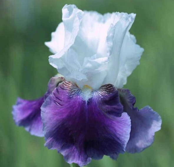 Ирис германский (бородатый) 'Сноумаунд' 