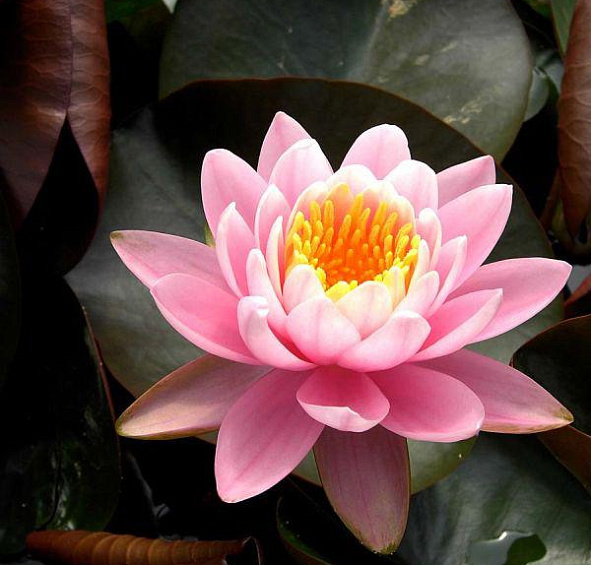 Кувшинка 'Фабиола'