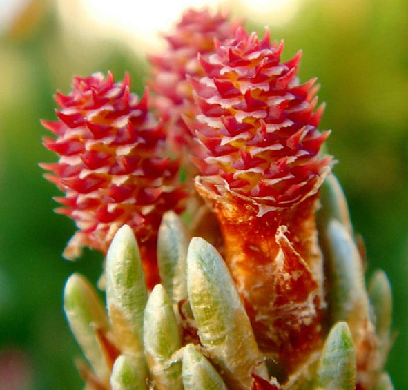 Сосна горная 'Пумилио'