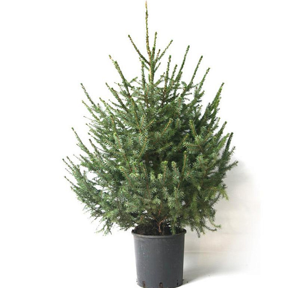 Ель сербская