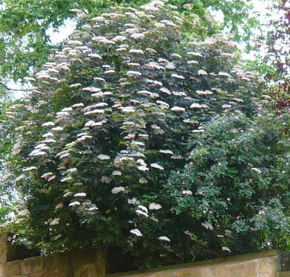 Бузина черная 'Блек Бьюти'