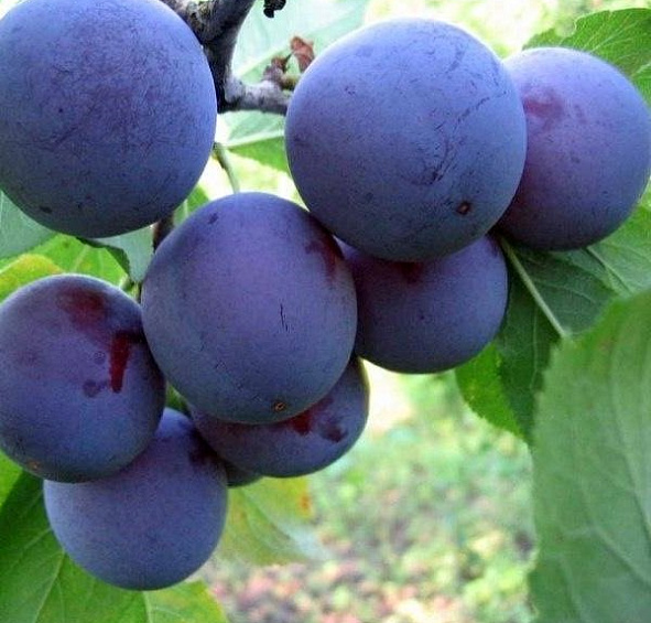 Слива 'Евразия'