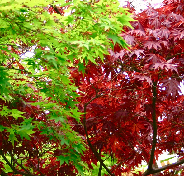 Клен красный