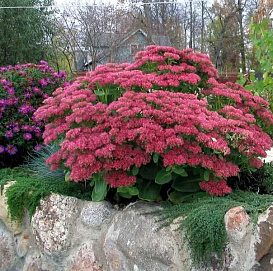 Седум видный (Очиток) 'Бриллиант'