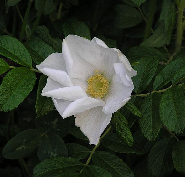 Роза ругоза 'Альба' (белая)