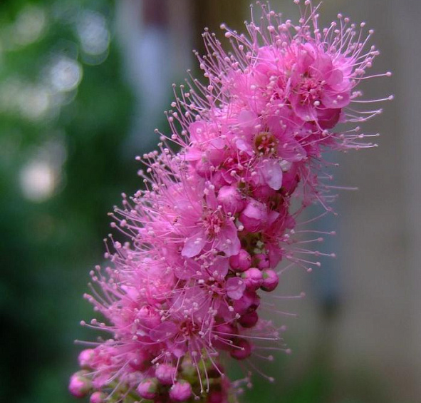 Спирея Билларда