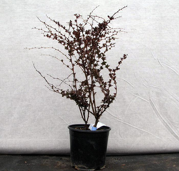 Барбарис Тунберга 'Пинк Куин'