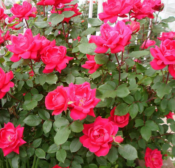 Роза Дабл Нокаут (Double Knock Out)