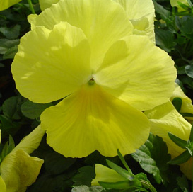 Виола Виттрока 'Инспайр Плюс Блу Блотч'